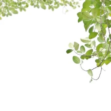 Green leaf isolated on white Фото