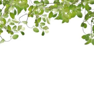 Green leaf isolated on white Foto stock