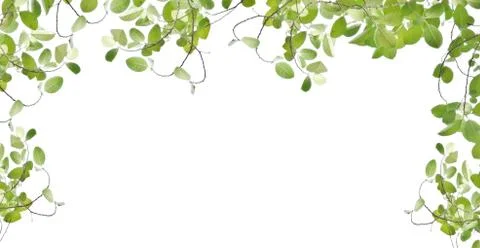Green leaf isolated on white Foto stock