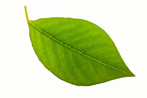 Green leaf isolated on white Foto stock
