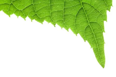 Green leaf isolated on white Stock Photos