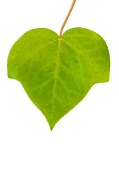 Green leaf isolated on white Stock Photos