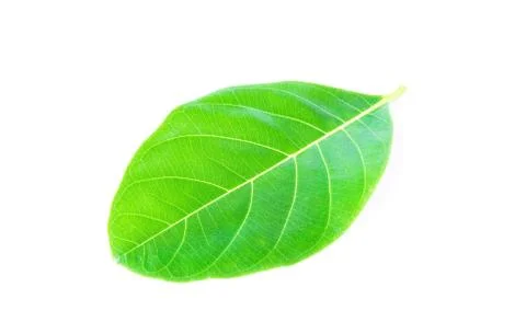 Green leaf. Isolated on a white. Stock Photos