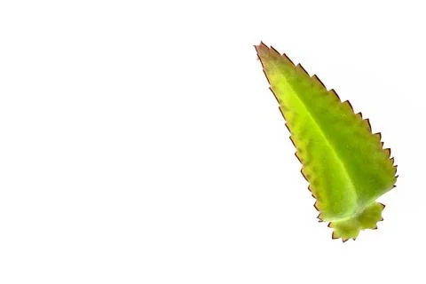 Green leaf isolated on white Stock Photos