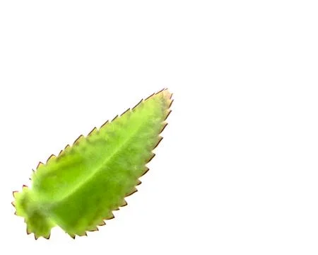 Green leaf isolated on white Stock-Fotos
