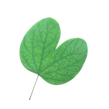 Green leaf isolated on white Stock Photos