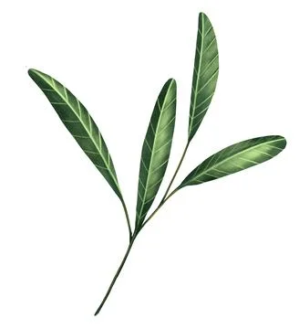 Green leaf isorate on background. for template and decorate your artwork. to Stock Illustration