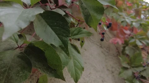 Green leaf ivy wrapped in wall, 4K Stock Footage 163876166