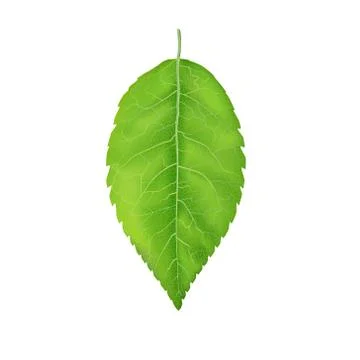 Green leaf juicy. Vector illustration. From the tree, Bush or small plants. Stock Illustration