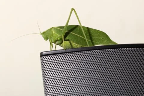 Green Leaf Katydid Stock Photos