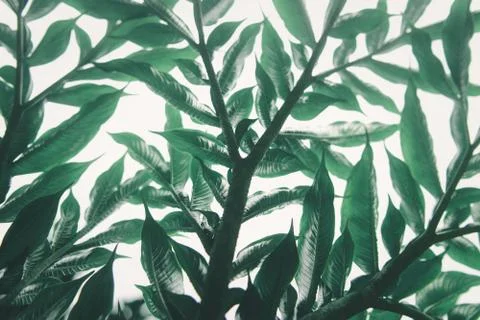 Green leaf (Konjac) pattern on surface background  leaf in the forest. Stock Photos