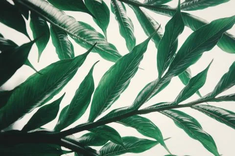 Green leaf (Konjac) pattern on surface background  leaf in the forest. Foto stock