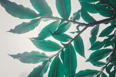 Green leaf (Konjac) pattern on surface leaf in the forest. Stock Photos