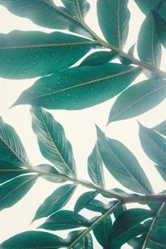 Green leaf (Konjac) pattern on surface leaf in the forest. Stock Photos