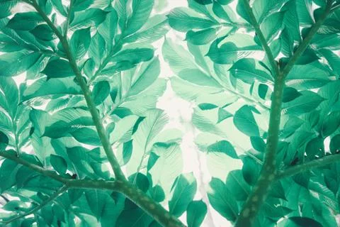 Green leaf (Konjac) pattern on surface leaf in the forest. Stock Photos