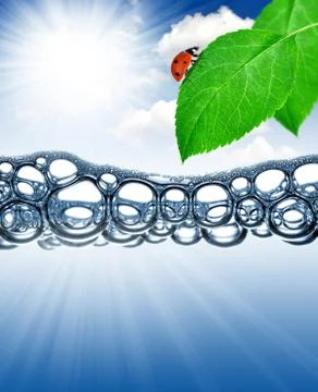 Green leaf with ladybug Foto stock