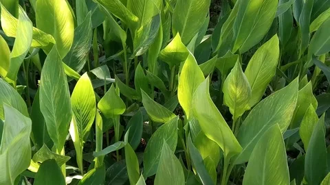 Green leaf landscape of Canna Stock Footage 154166354