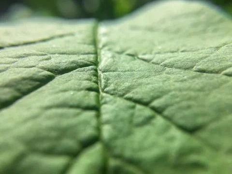 Green leaf large under the sun Stock Photos