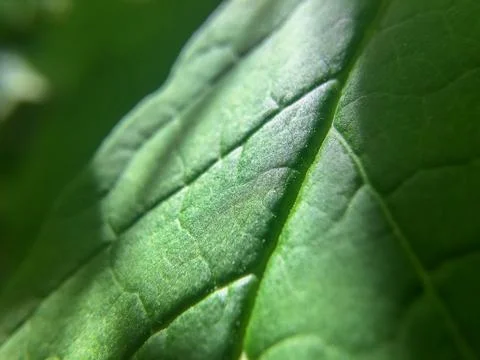 Green leaf large under the sun Stock Photos