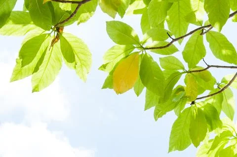 Green leaf leaves budding in the spring for background,In the spring natura.. Stock Photos