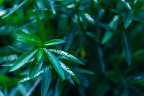 Green leaf left focus background Stock Photos