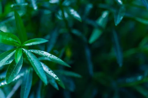 Green leaf left focus background water drops Stock Photos