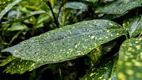 A green leaf left in the rain Stock Photos