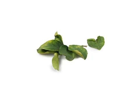 The green leaf of lemon isolate on white background. Stock Photos