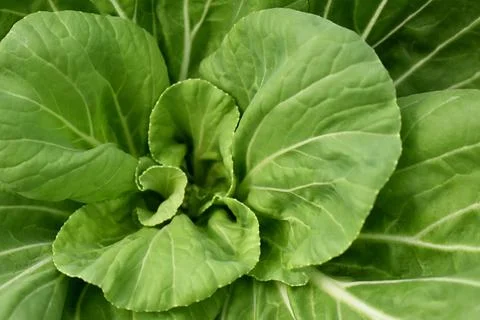 Green leaf lettuce from agroecological garden Stock Photos