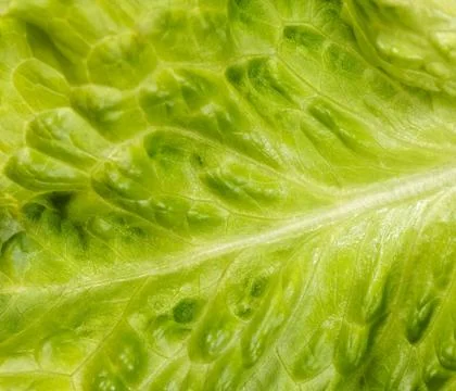 Green leaf lettuce, background, shallow DOF Stock Photos