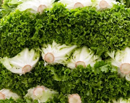 Green leaf lettuce on display 스톡 사진