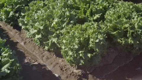 Green Leaf Lettuce in Field with Irrigation Water in Desert Sun Stock Footage 94642989