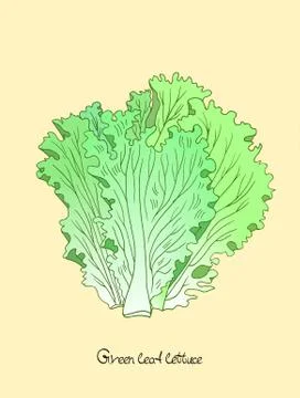 Green leaf lettuce Stock Illustration