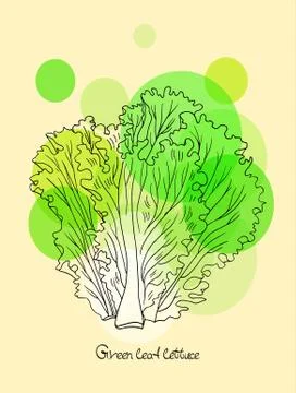 Green leaf lettuce Stock Illustration