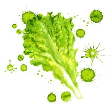 Green leaf of lettuce Stock Illustration