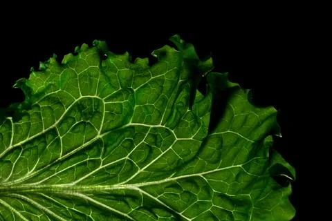 Green Leaf Lettuce Stock Photos