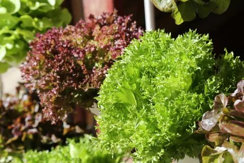Green leaf lettuce Stock Photos