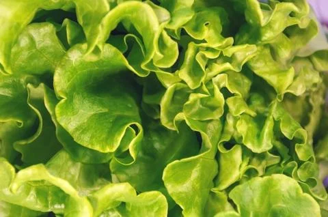 Green leaf lettuce Stock Photos
