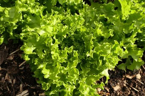 Green Leaf Lettuce. Stock Photos