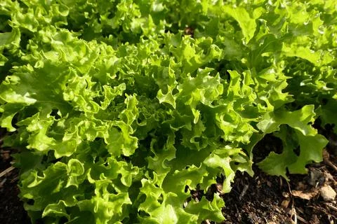 Green Leaf Lettuce. Stock Photos