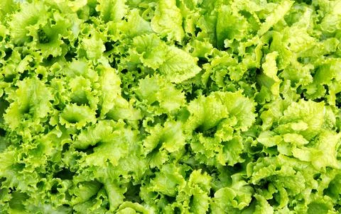 Green leaf lettuce texture Stock Photos