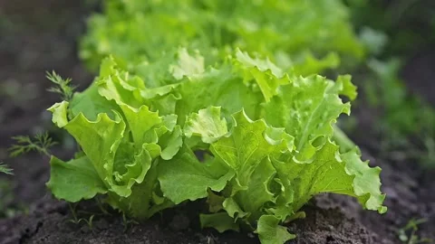 Green leaf lettuce in vegetable garden. Ecological and organic planted. Row of Stock Footage 197594260