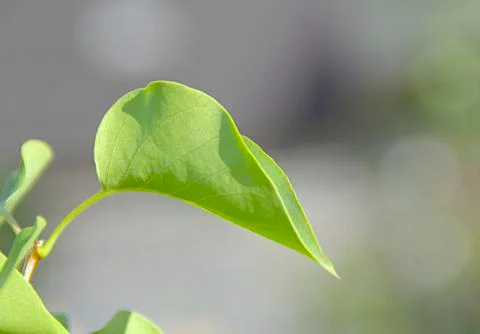 Green leaf of lilac 스톡 사진