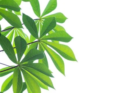 Green leaf limb isolated on white background Stock Photos