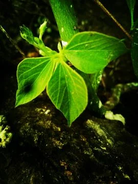 The green leaf of the little plan Foto stock