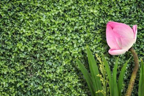 Green leaf with lotus Stock Photos