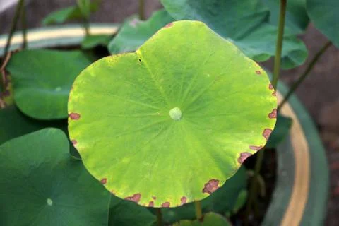 Green leaf lotus Stock Photos