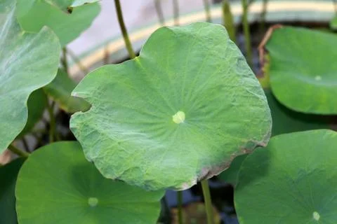 Green leaf lotus Stock Photos