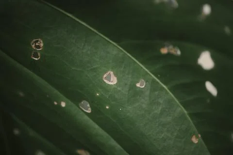 Green leaf macro background. Beautiful nature backdrop. Close up of textured. Stock Photos
