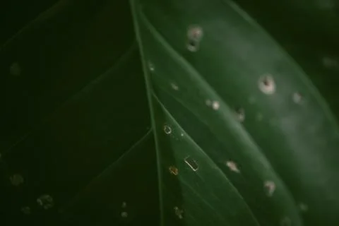 Green leaf macro background. Beautiful nature backdrop. Close up of textured. Stock Photos